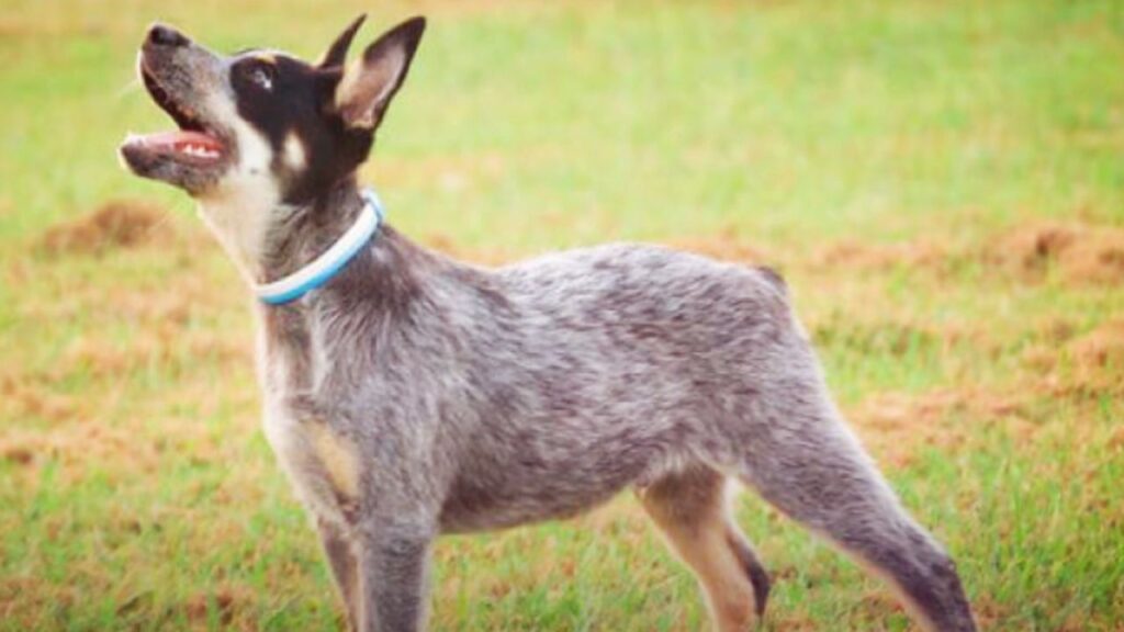 Traits of The Australian Cattle Dog