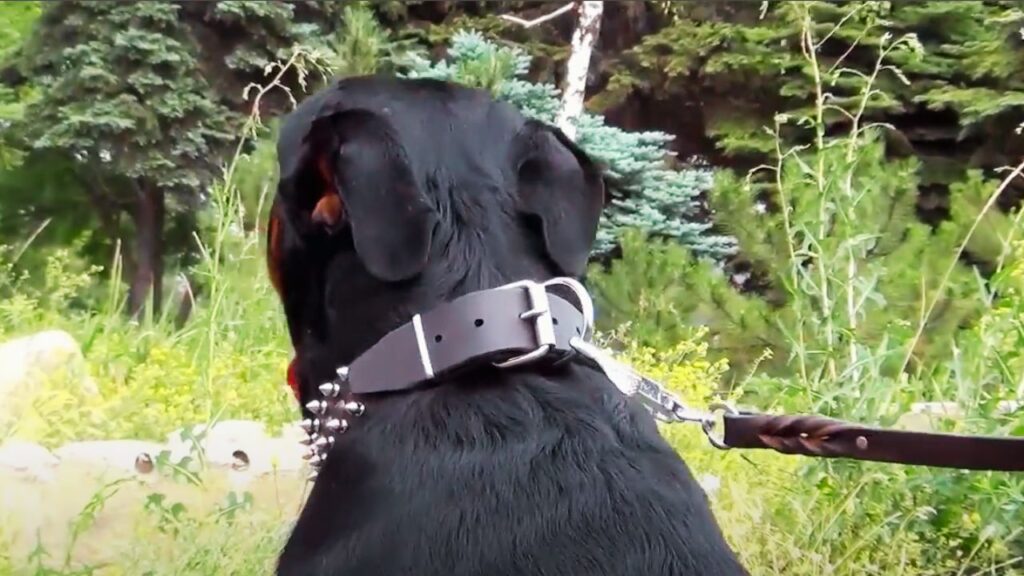 Choosing the Right Collar Color for Traditional Black and Tan Rottweilers