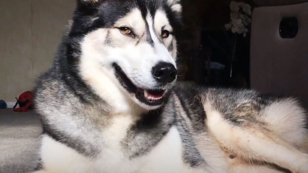 Size and Appearance of Husky