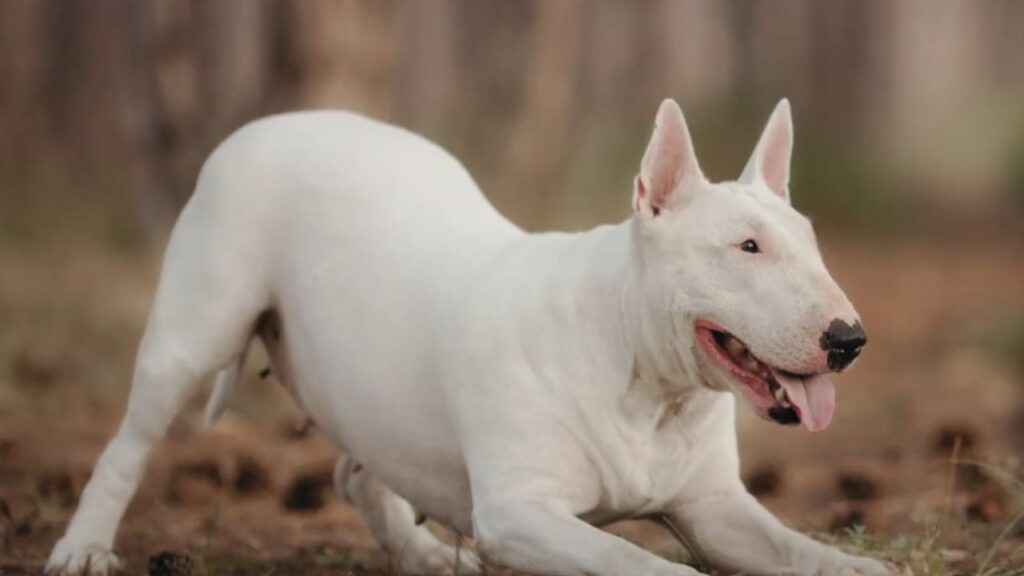 How to Stop Your Bull Terrier Pulling on Walks