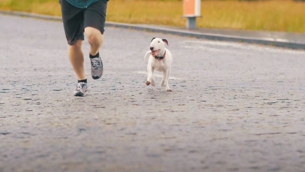 Why Your Bull Terrier Pulls on the Leash?