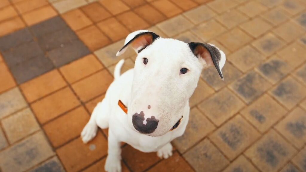 How to Stop Your Bull Terrier Pulling on Walks