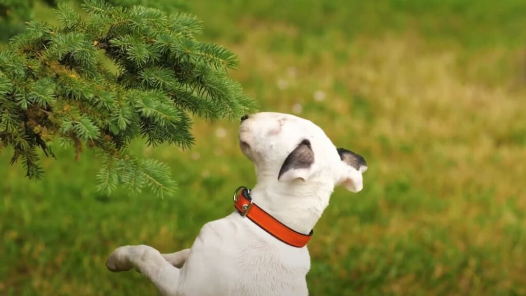 How to Train a Bull Terrier with the Right Collar