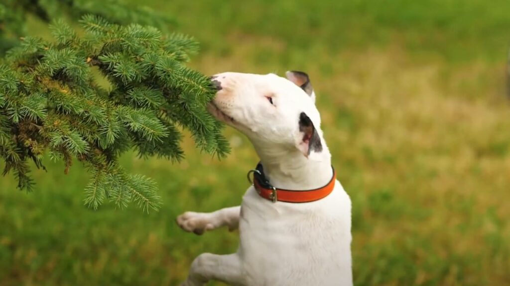 How to Train a Bull Terrier with the Right Collar 