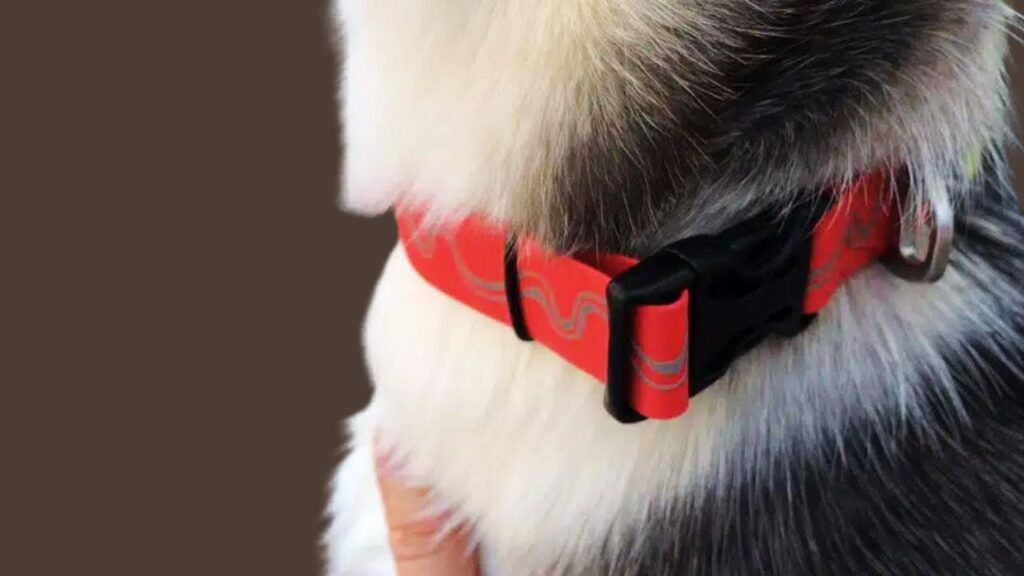 Are Collars Bad for a Dog's Neck and Fur?