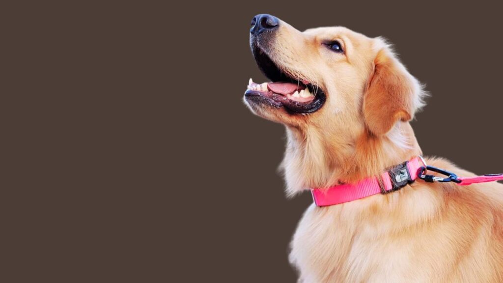 Common Issues with Dog Collars