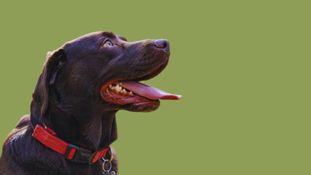 Choosing the Right Collar For Short-Haired Dog