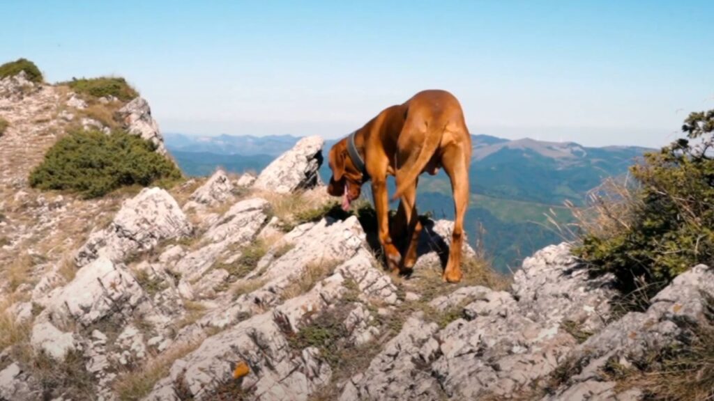 Are Mountain Dogs Good Dogs