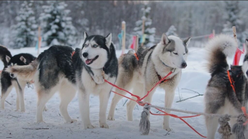 What Are Mountain Dogs?