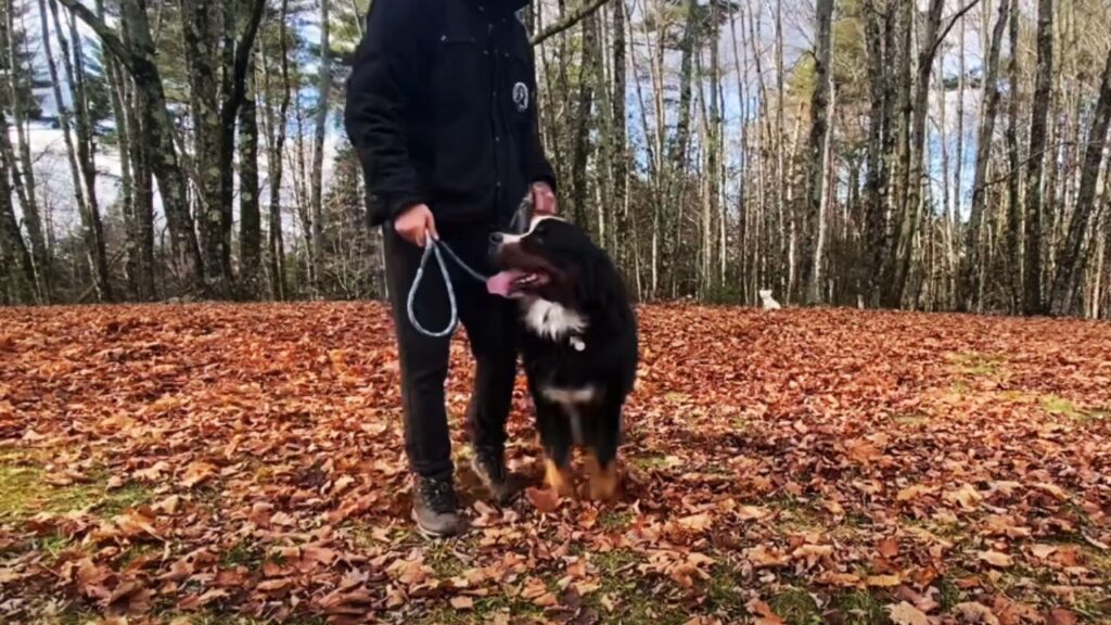 What Size Collar For Bernese Mountain Dog