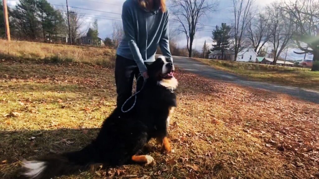 What Size Collar for Bernese Mountain Dog 