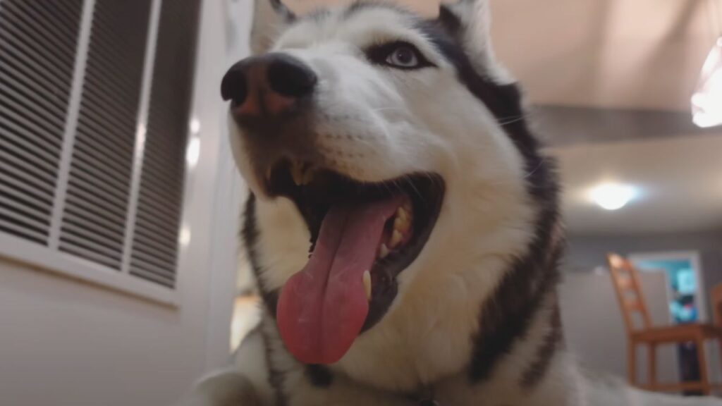 Huskies and Their Unique Neck Structure