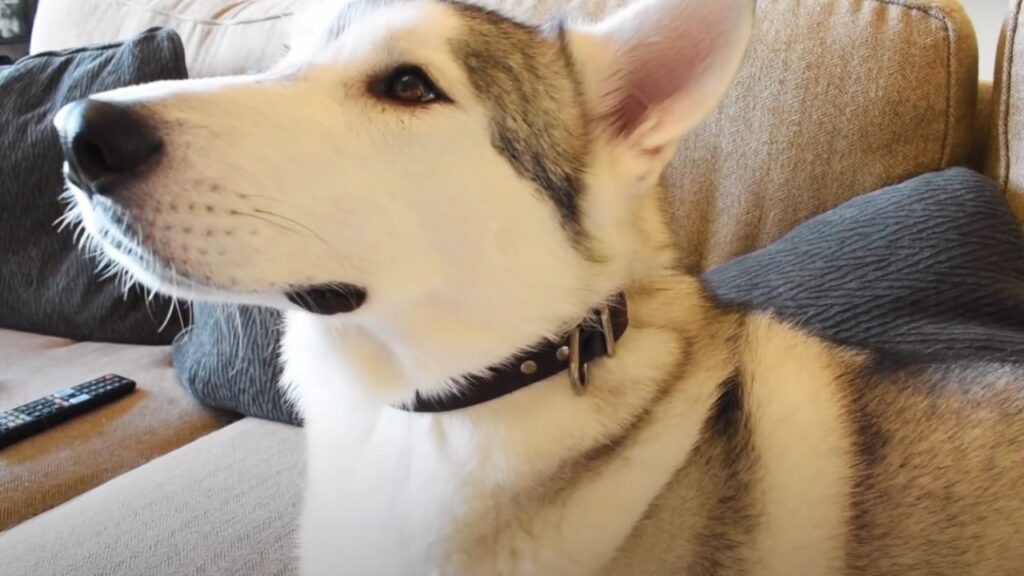 How to Put a Collar on a Husky