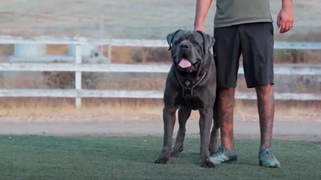 Is Cane Corso a High-Maintenance Dog 