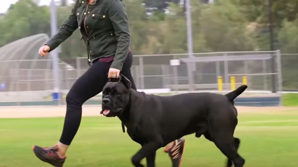 How Much Exercise Does a Cane Corso Need?