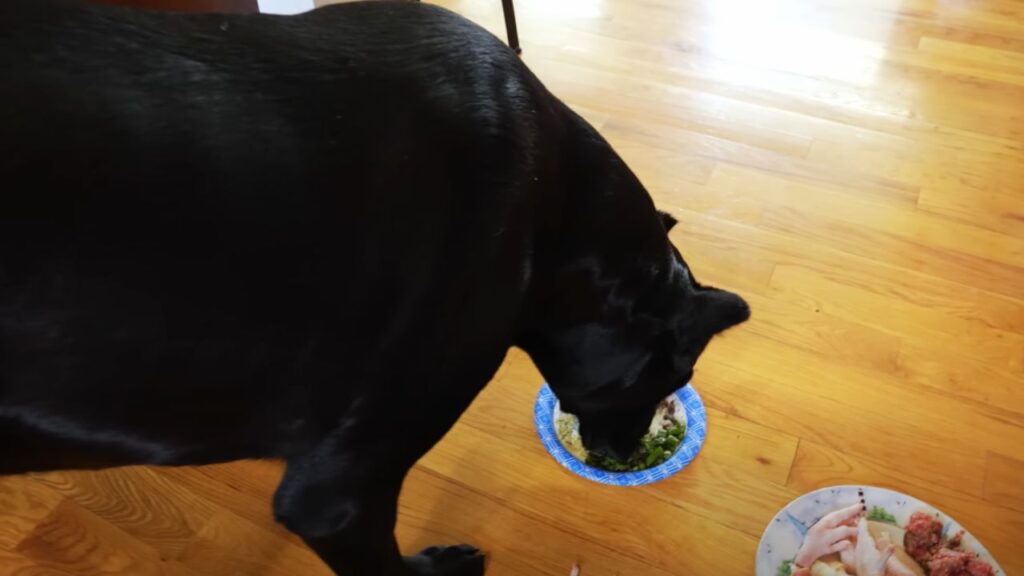 Simple Nutrition Plans For Your Cane Corso