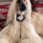 Best Collars for Afghan Hound