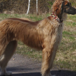 Why Are Afghan Hound Collars Wide