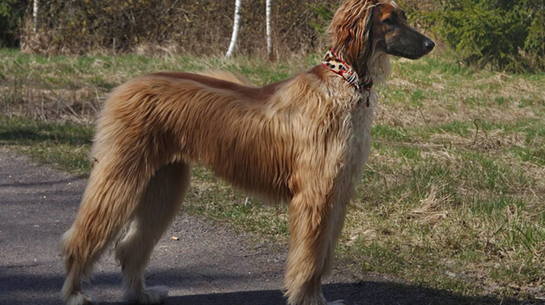 Why Are Afghan Hound Collars Wide