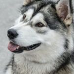 Is an Alaskan Malamute a Husky