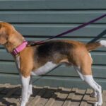 Is a Collar or Harness Better for a Beagle