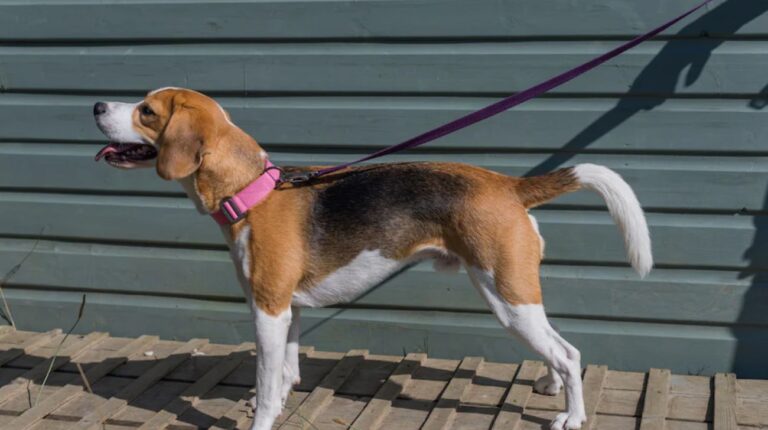 Is a Collar or Harness Better for a Beagle