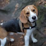 Do Shock Collars Work for Beagles