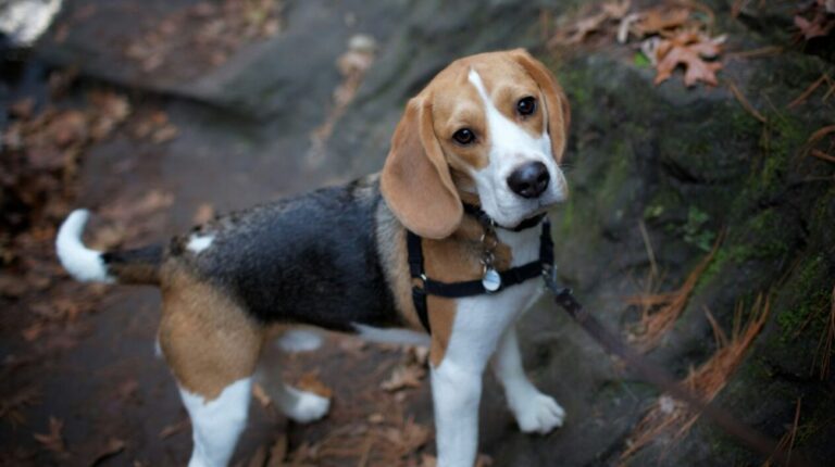 Do Shock Collars Work for Beagles