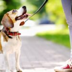 Best Dog Collars For Beagles