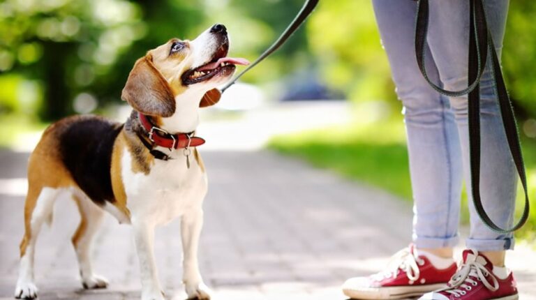 Best Dog Collars For Beagles