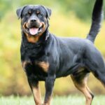 What Color Collar Looks Best on a Rottweiler