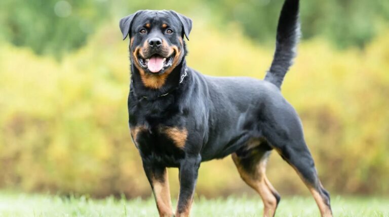 What Color Collar Looks Best on a Rottweiler