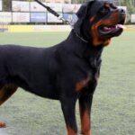 What Size Collar for Rottweiler