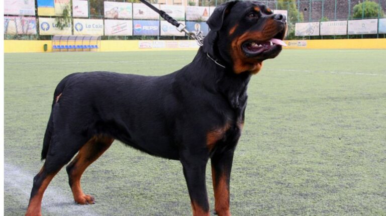 What Size Collar for Rottweiler