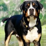 Best Dog Collars for Mountain Dog