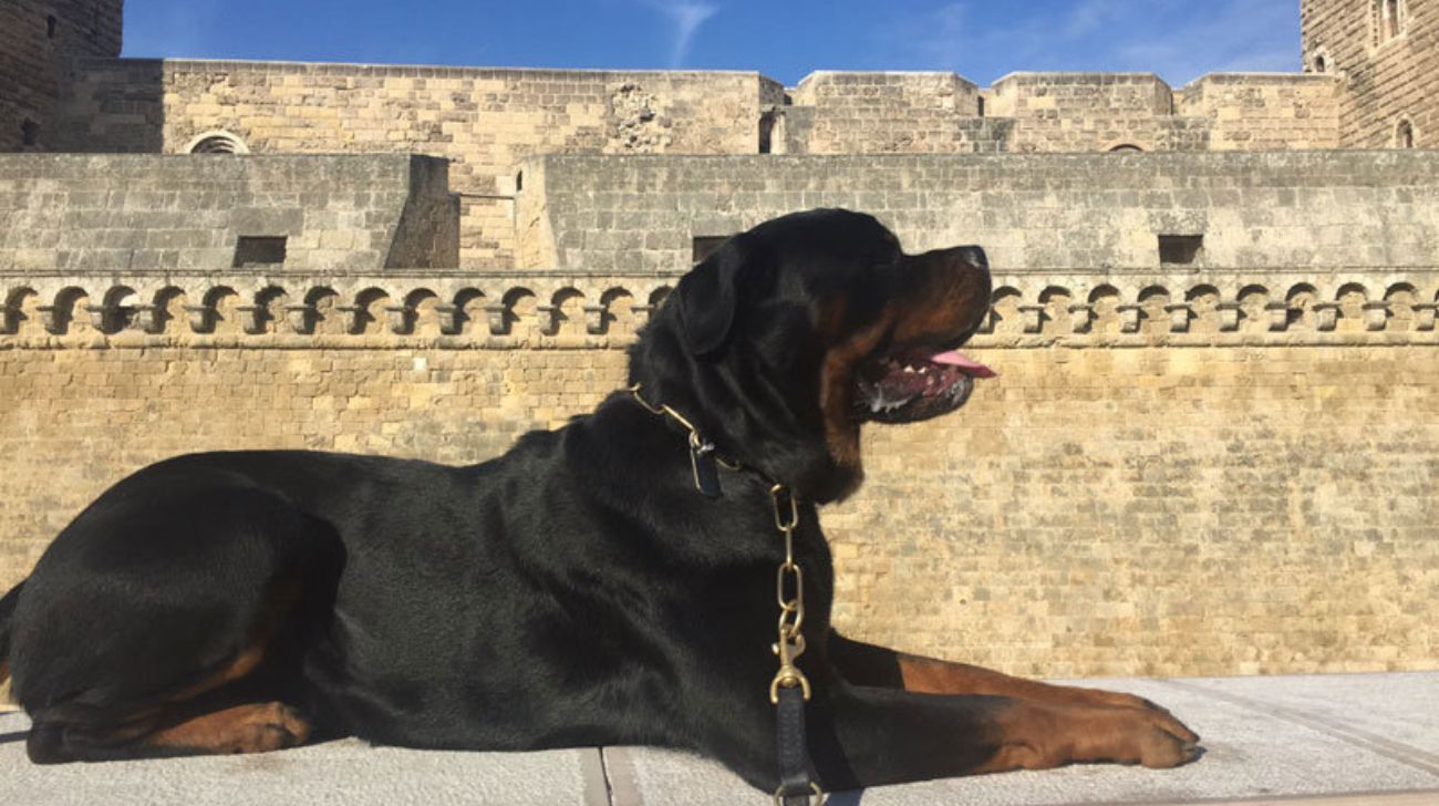 Best Dog Collars for Rottweiler