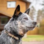 What Do Australian Cattle Dogs Love