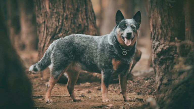 What Size Collar for Australian Cattle Dog