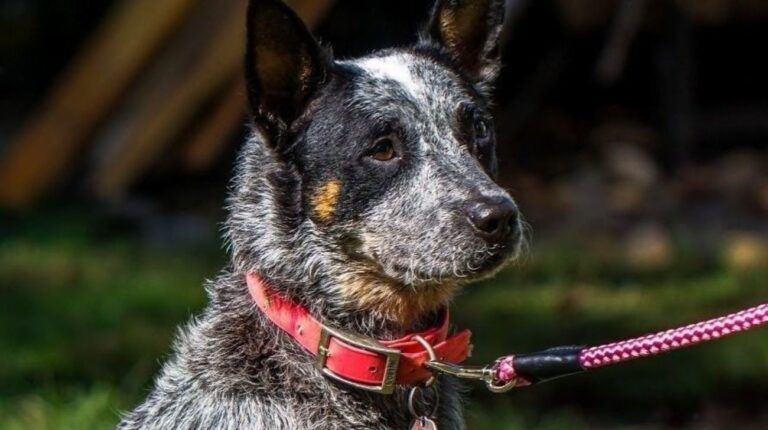 Best Dog Collars for Australian Cattle Dog