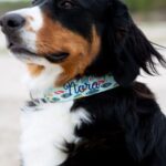 What Size Collar for Bernese Mountain Dog