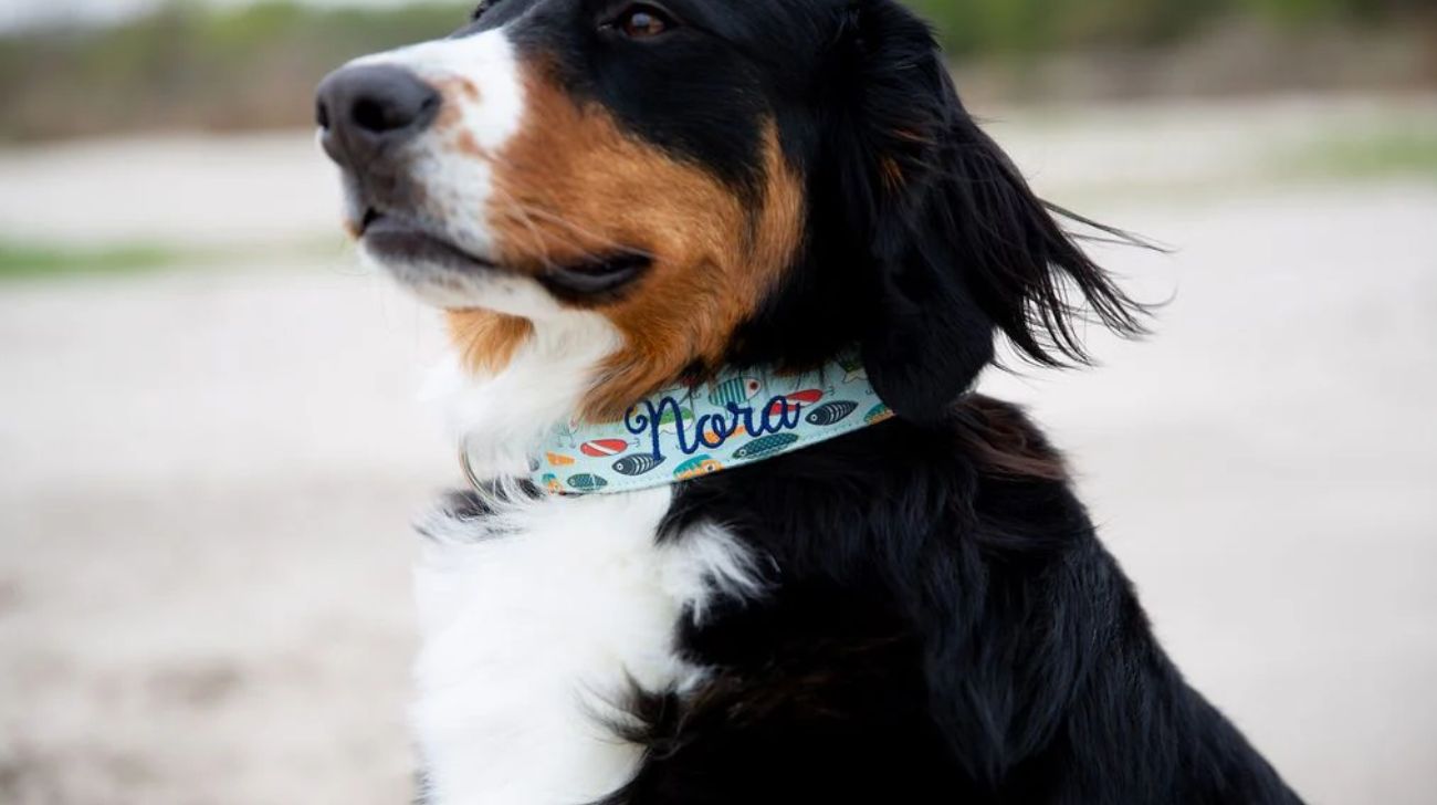 What Size Collar for Bernese Mountain Dog