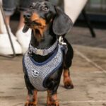 Best Dog Collars for Dachshund