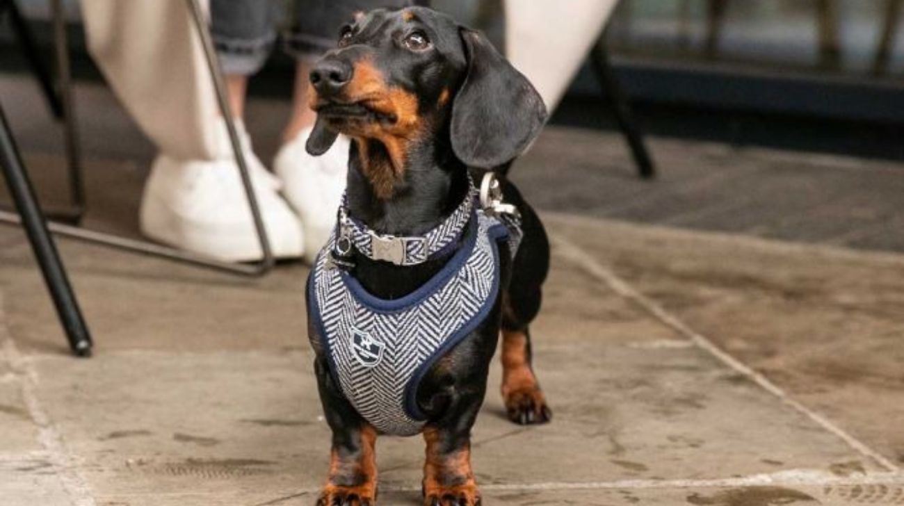 Best Dog Collars for Dachshund