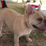 Best Dog Collars For French Bulldog