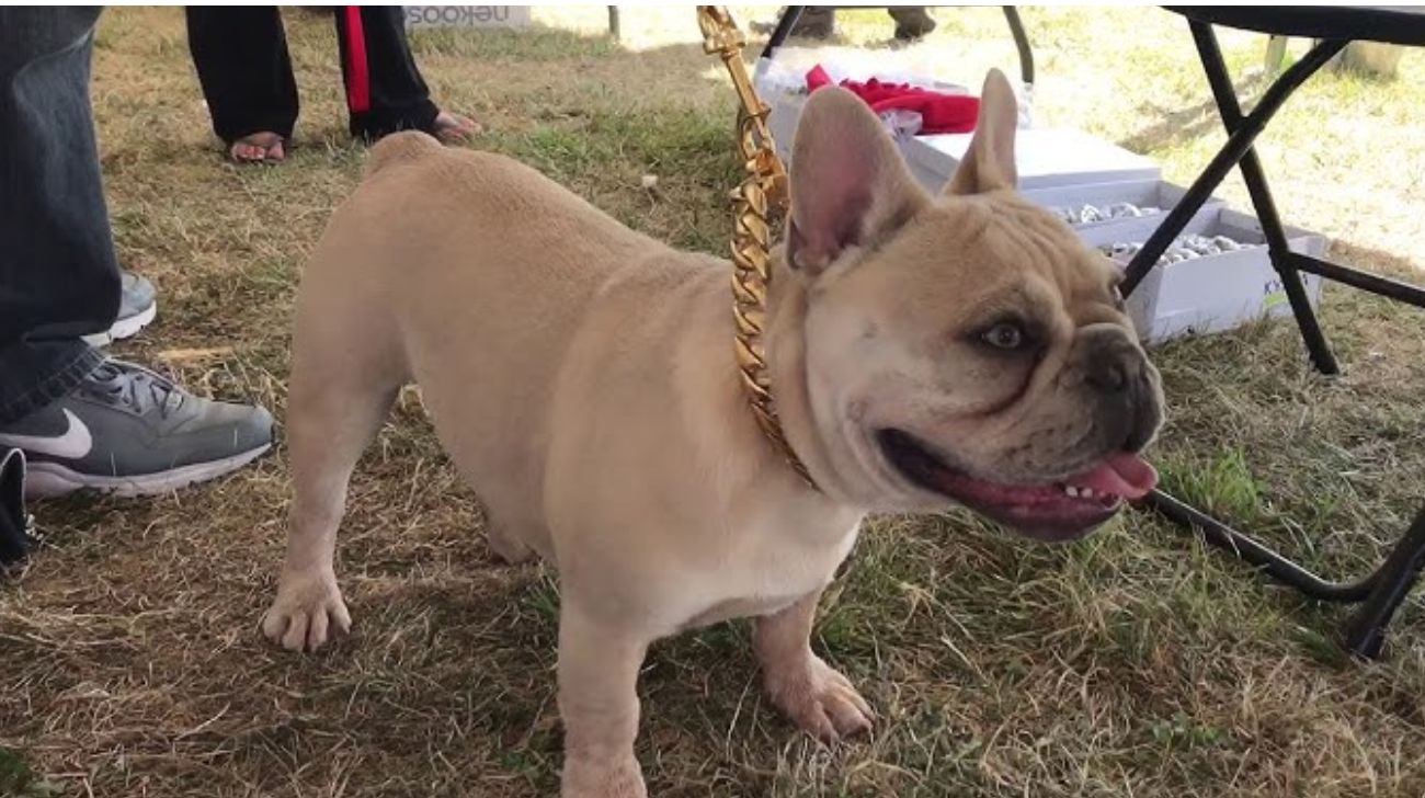 Best Dog Collars For French Bulldog