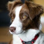 Best Dog Collars for Border Collie