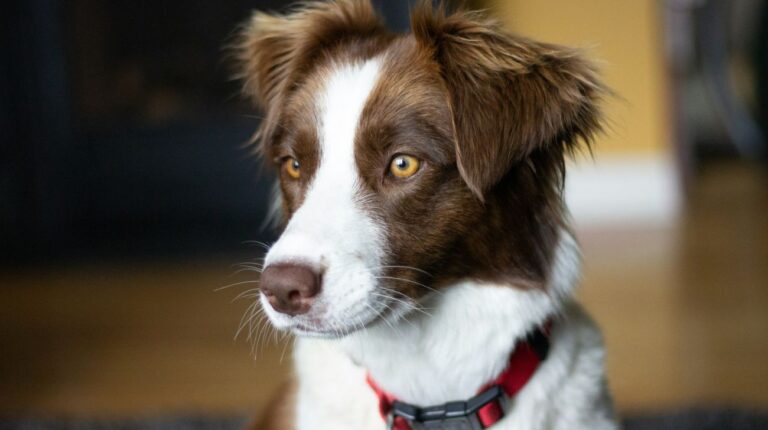 Best Dog Collars for Border Collie