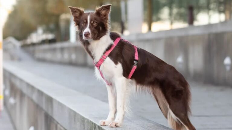 Should a Collie Wear a Harness