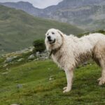 Are Mountain Dogs Good Dogs