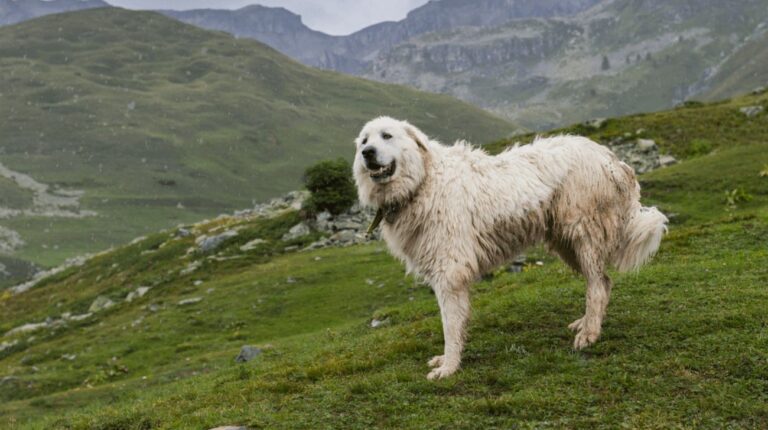 Are Mountain Dogs Good Dogs